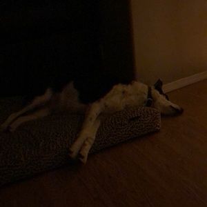 Meet your Posher, Dalene